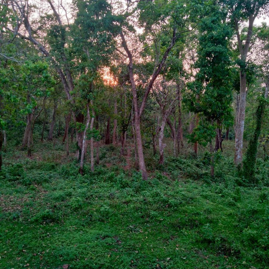 Hotel Tiger Tops Sauraha Extérieur photo