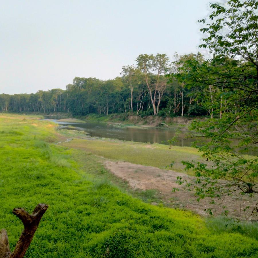 Hotel Tiger Tops Sauraha Extérieur photo
