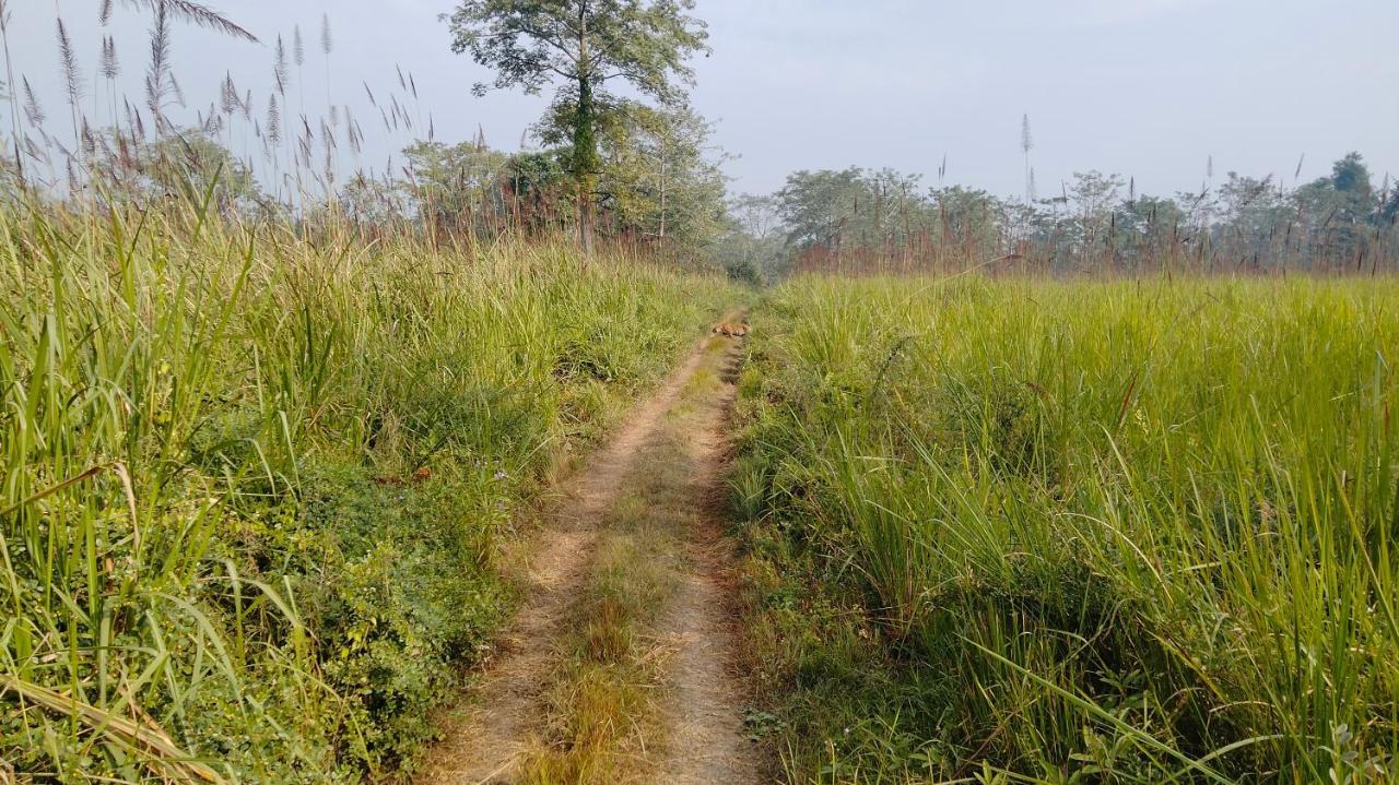 Hotel Tiger Tops Sauraha Extérieur photo