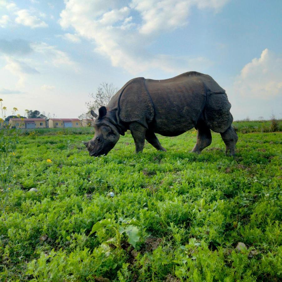 Hotel Tiger Tops Sauraha Extérieur photo