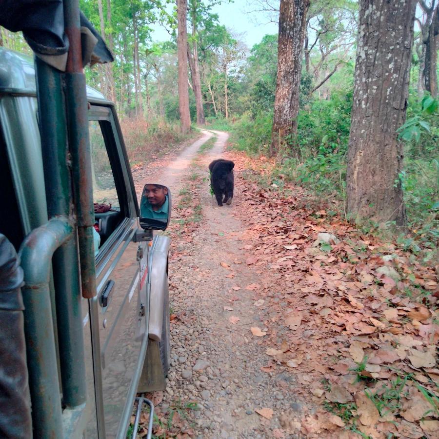 Hotel Tiger Tops Sauraha Extérieur photo