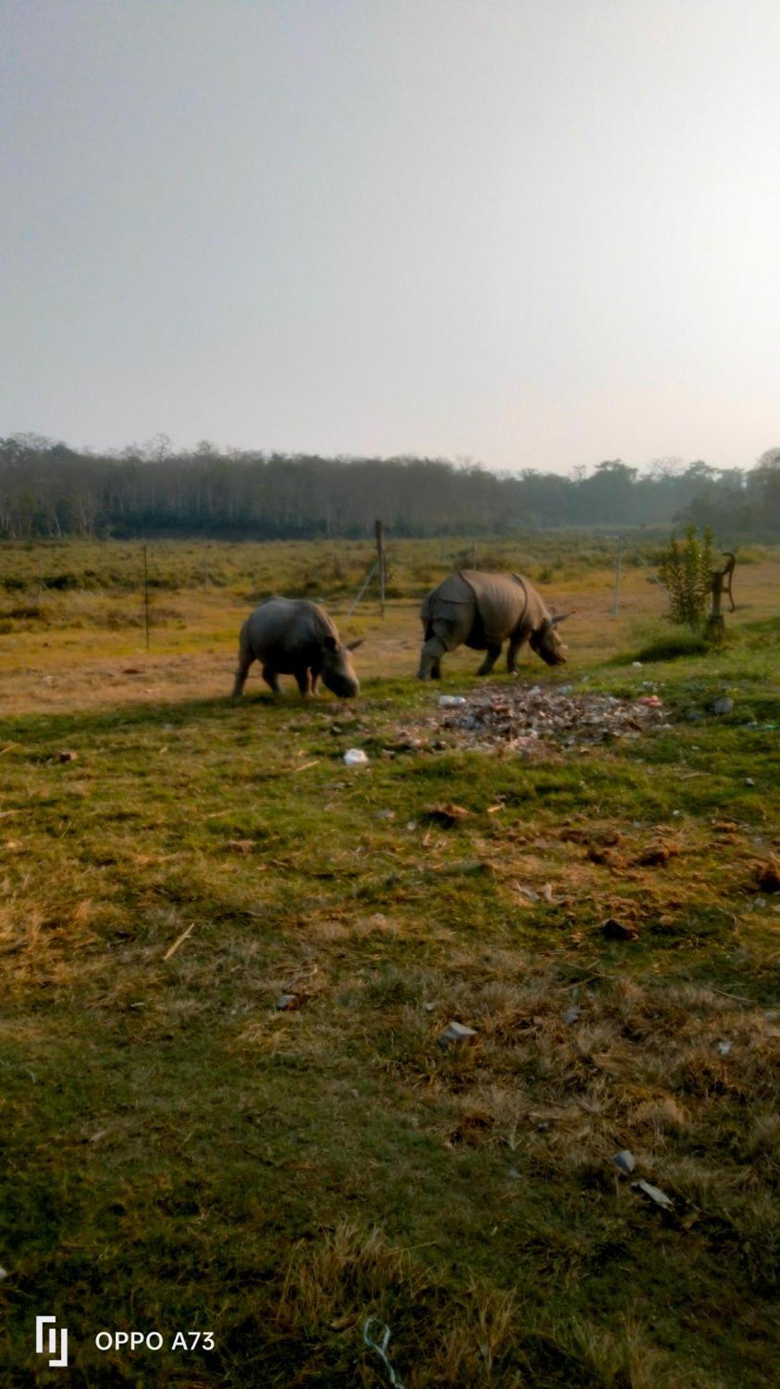 Hotel Tiger Tops Sauraha Extérieur photo